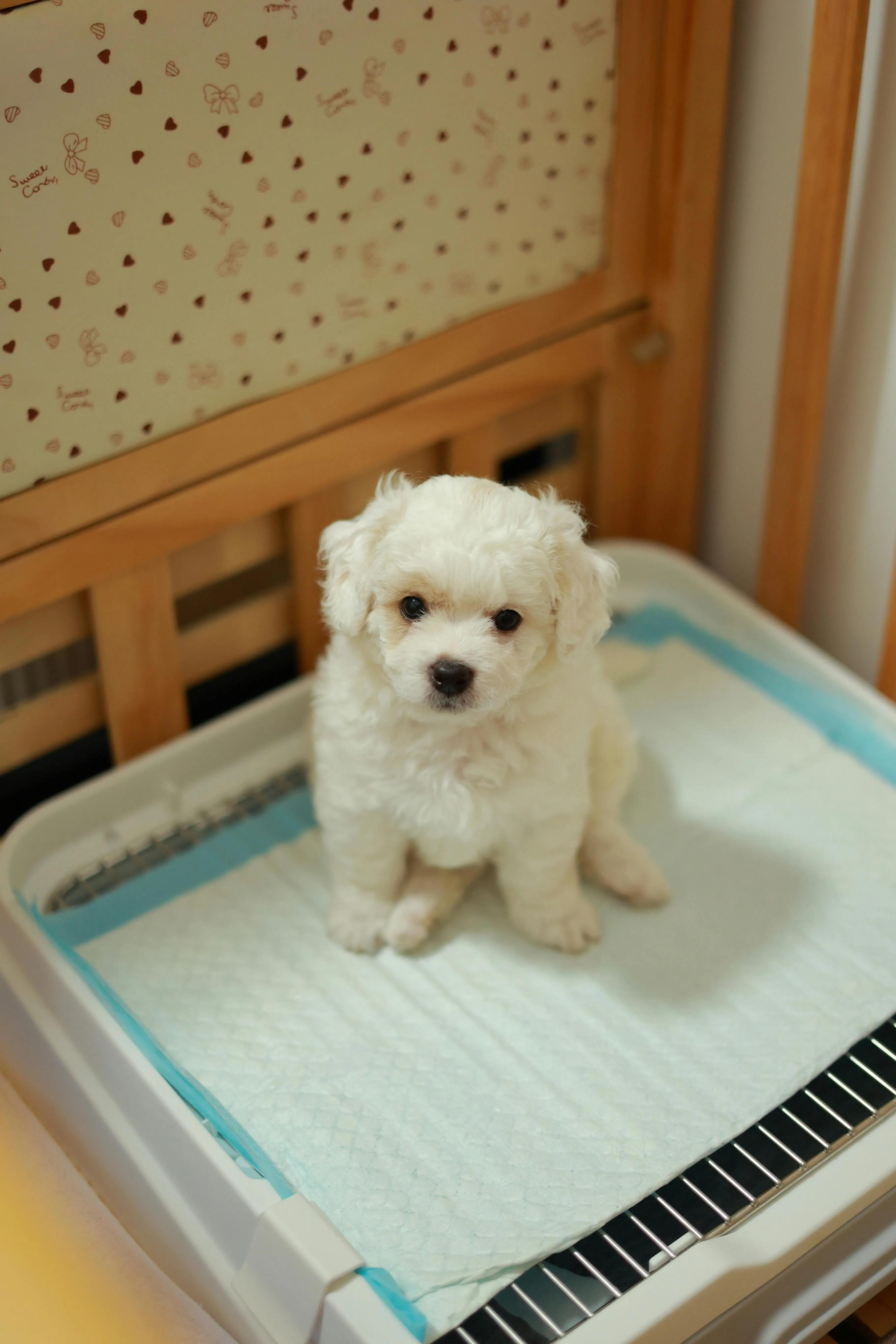 Smart Start Puppy Training Singapore for Happy Pet Parents