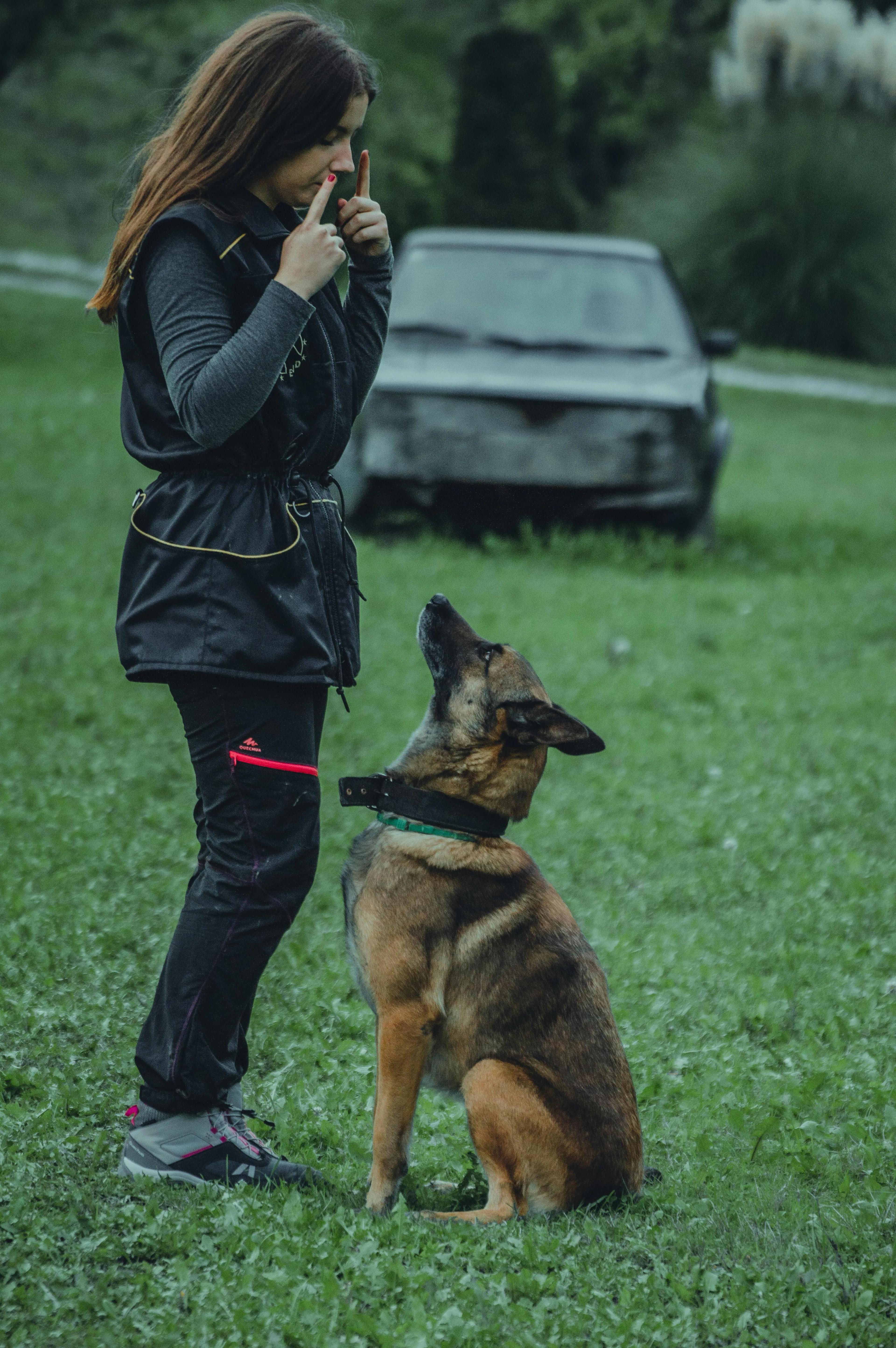 k9 dog training price